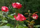 Rosen